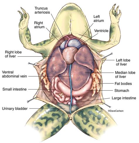 Zoology | Life Science & Biomedical | Carlson Stock Art