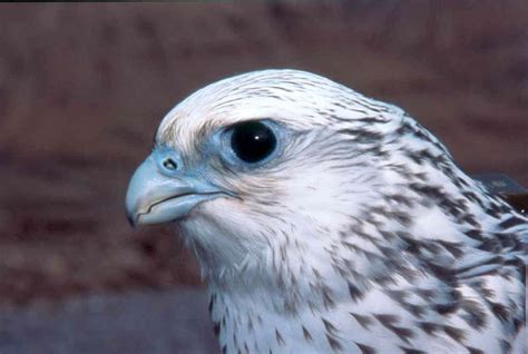 Gyrfalcon (Falco rusticolus) in Explore Raptors: Facts, habitat, diet ...