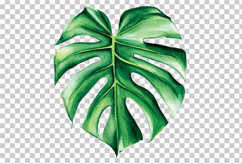 Swiss Cheese Plant Watercolor Painting Leaf Tropics PNG, Clipart, Art, Banana Leaves, Botanical ...