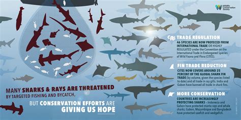 Conservation, Not Exploitation: Shifting the Discussion About Sharks | Blog | Nature | PBS