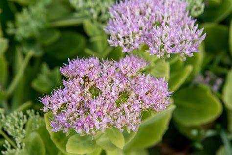 Sedum: Plant Care & Growing Guide