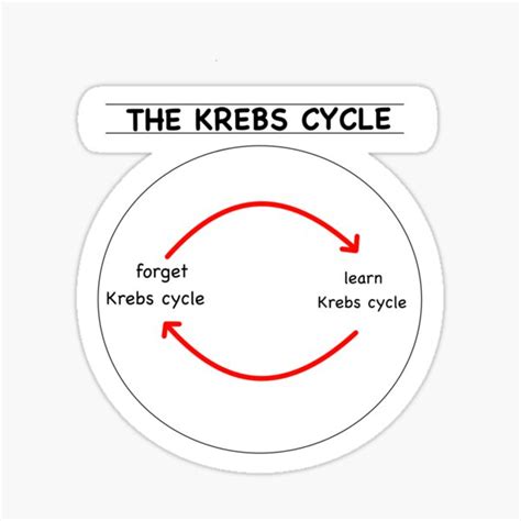 "The Krebs Cycle—learn and forget" Sticker for Sale by thepremedtread | Redbubble