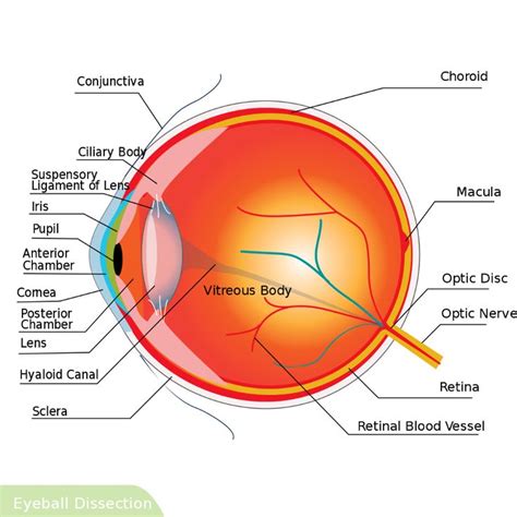 Category:SVG human eyeball cross-section - Wikimedia Commons | Human ...