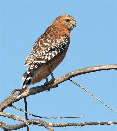 Red-shouldered hawk | The Raptor Center