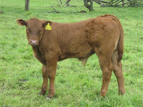 Cow Pictures: Cow Pictures - Limousin Calf