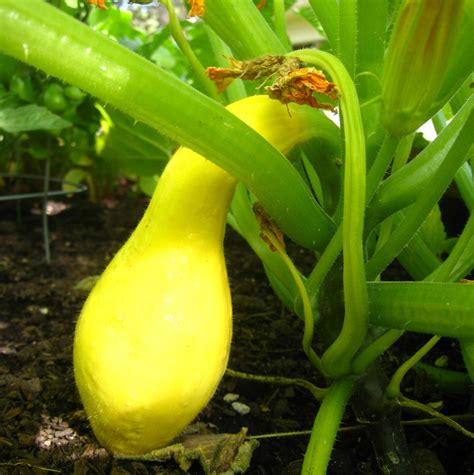 Southern Gardening: Tips for Growing Squash from Seed