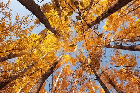 Trees with Orange Leaves · Free Stock Photo