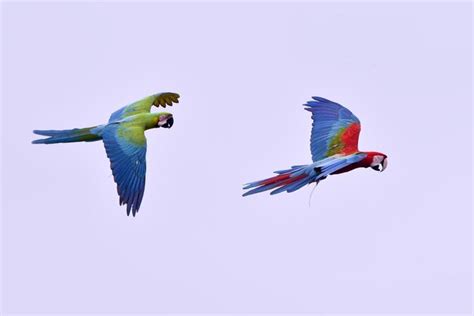 Premium Photo | Macaw parrots during a flight