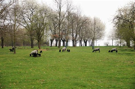 Sheep, suffolk, animal, home, breeding - free image from needpix.com