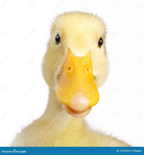 Funny duck stock image. Image of quack, young, webbed - 12791413