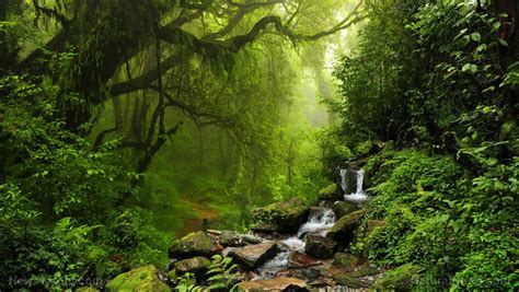 Another climate concern debunked: Amazon rainforest trees found to be surprisingly drought ...