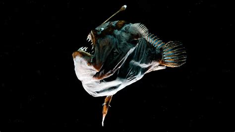 An immune system quirk may help anglerfish fuse with mates during sex