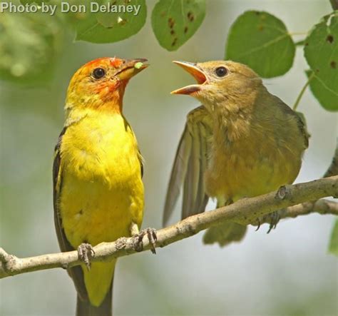 Western Tanager - East Cascades Audubon Society