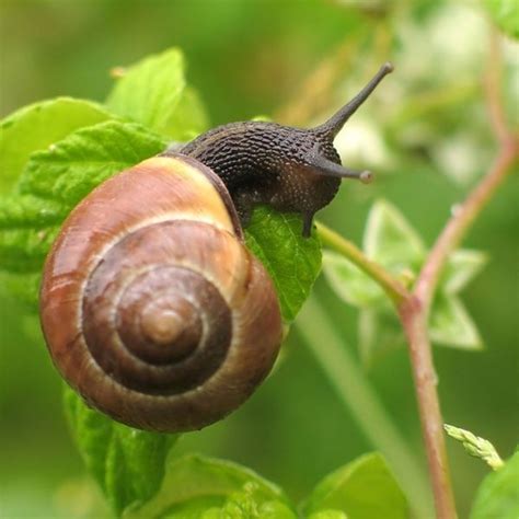 Eating Garden Snails - Garden Ftempo