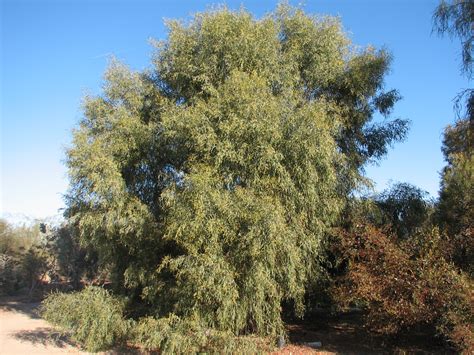 ACACIA Salicina - Willow Acacia — Australian Outback Plants - Native Plant Nursery - USA