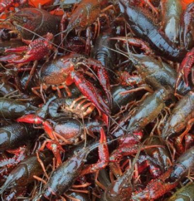 Louisiana Seafood Company - Louisiana Live Crawfish | Louisiana Seafood ...