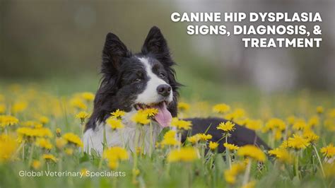 Canine Hip Dysplasia Signs, Diagnosis, & Treatment - Global Vet Blog