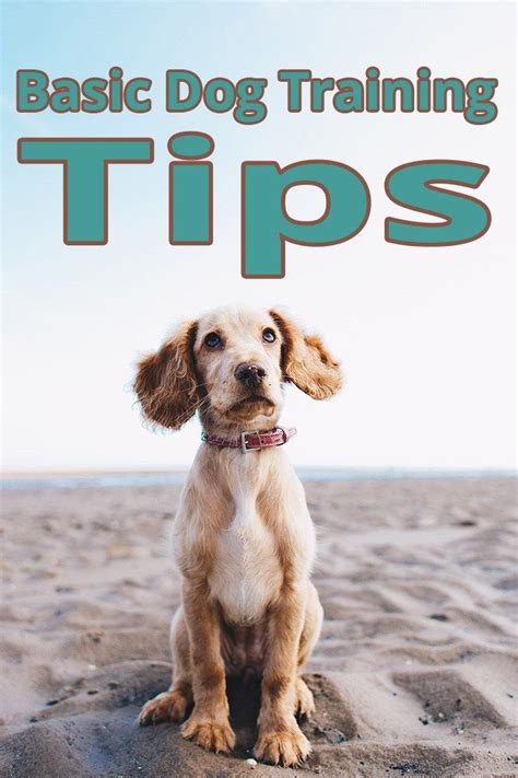 Basic Dog Training Tips - More Than Lifestyle | Dog training, Dog pictures, Puppies