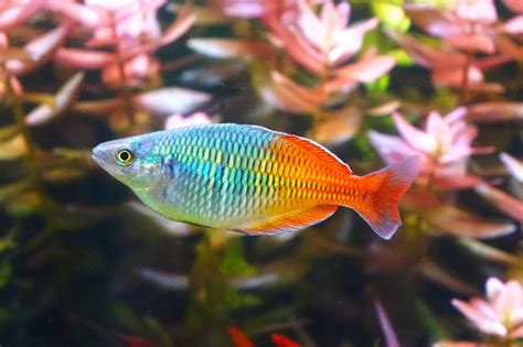 Boesemani Rainbowfish: The Complete Care And Breeding Guide ...