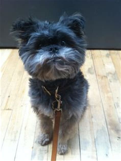 Good boy - Affenpinscher Dog Breeders, Breeds, Pets