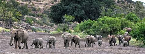 Mali Elephant Project Photo Gallery