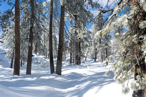 San Bernardino National Forest - Rim of the World Snow Play Area in ...