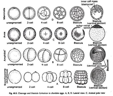 Segmentation in Animals (With Diagram) | Zoology