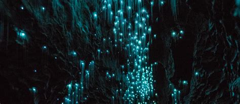 Waitomo Glowworm Caves | Activities and Tours in Hamilton - Waikato, New Zealand | Waikato, New ...