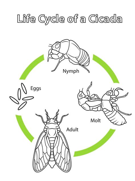 Cicada Life Cycle Coloring Page Online | Life cycles, Cicada, Insect life cycle