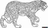 Jaguar Coloring Page  Easy Drawing Guides sketch template