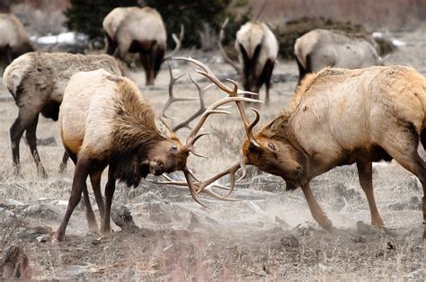 Bull elk fighting for mates | Bull elk, Elk hunting, Deer