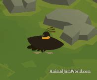 Birds of Paradise Journey Book Cheats - Animal Jam - Animal Jam World