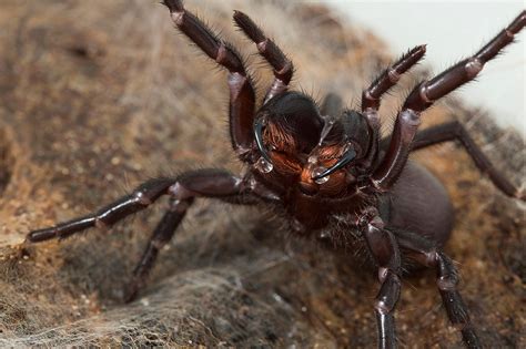 Toxic masculinity: why male funnel web spiders are so dangerous - UQ ...