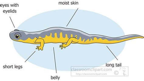 Amphibian Clipart Clipart Photo Image - external-anatomy-amphibian-salamander - Classroom Clipart