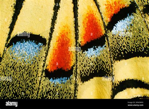 swallowtail (Papilio machaon), light microscope image of a wing, Germany Stock Photo - Alamy