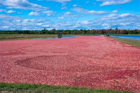 Wisconsin Cranberry Harvest in Midwest 2024 - Rove.me