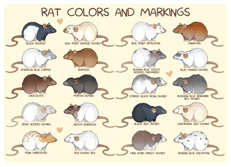 Rat Markings! : RATS