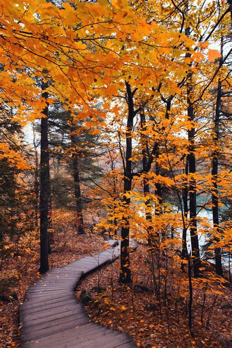 Boardwalk | Autumn scenery, Autumn scenes, Landscape