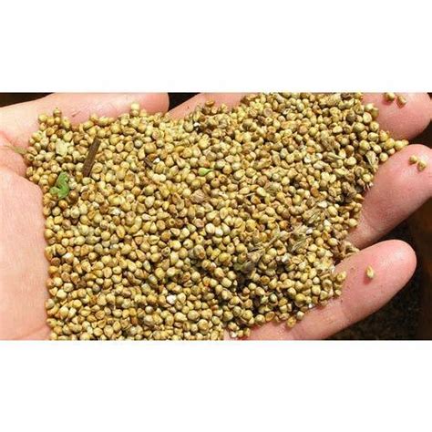 Millet Seed at best price in Kolhapur by Ishan Agro | ID: 19122555255