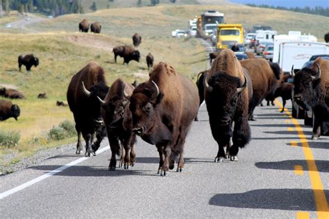 It's not about the destination...: Bison Traffic Jam in Yellowstone ...