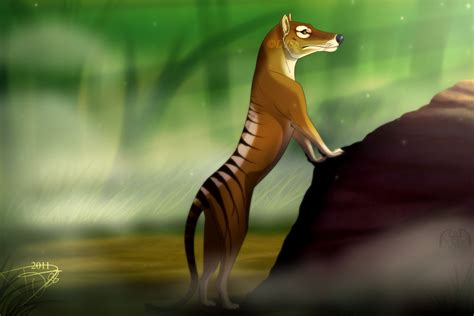 Thylacine- by DJ88 on DeviantArt