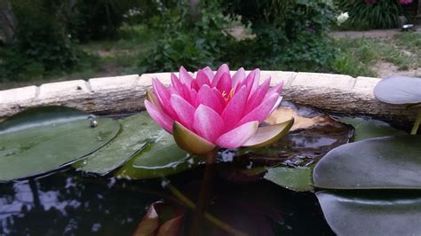 Nenúfar PYGMEA RUBRA - Vivero los Nenufares-nenufares