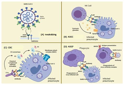 Antibody Neutralization