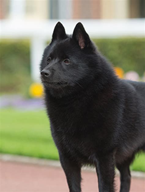 Schipperke | Breeds A to Z | The Kennel Club