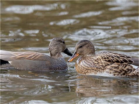 Gadwall Male And Female