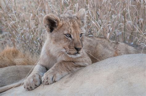 Lion Cub and Dad | Sean Crane Photography