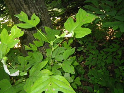 APPALACHIAN TRAIL WILD FLOWERS AND SELECTED PLANTS - OUTDOORS INSPIRED