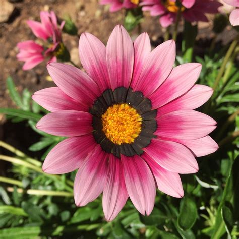 Gazania Flowers | Gazania flowers, Flowers perennials, Flower seeds