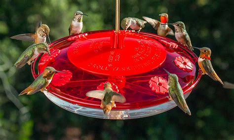 11 Tricks For Keeping Ants Out Of Hummingbird Feeders - Homemaking.com | Homemaking 101 | Daily ...