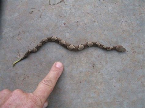 Baby Copperhead Season in Ohio is September - Scioto Post